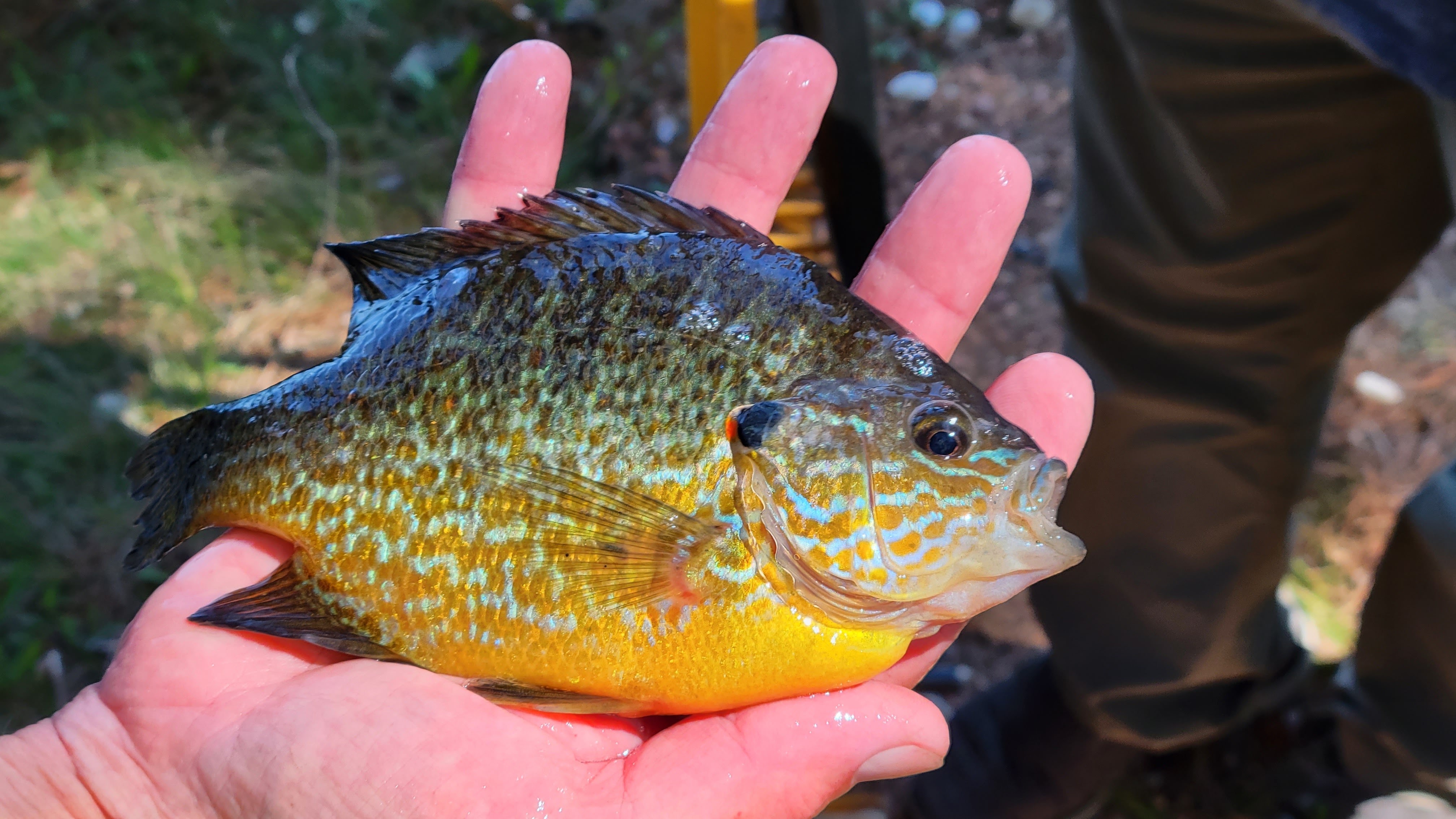 Blue Gill