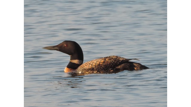 Swimming Loon