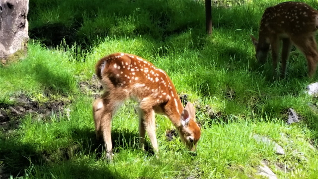 Fawn