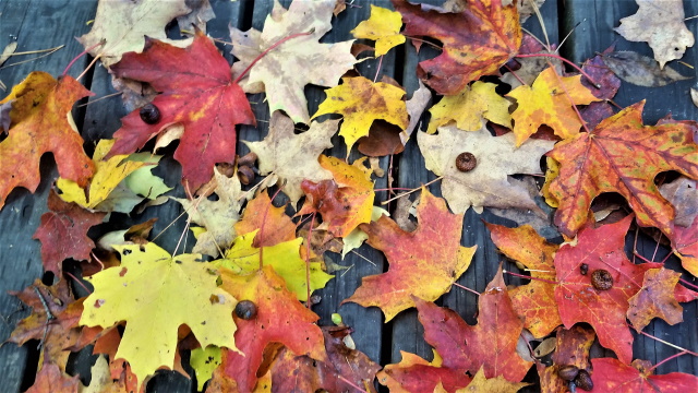 Fall Leaves